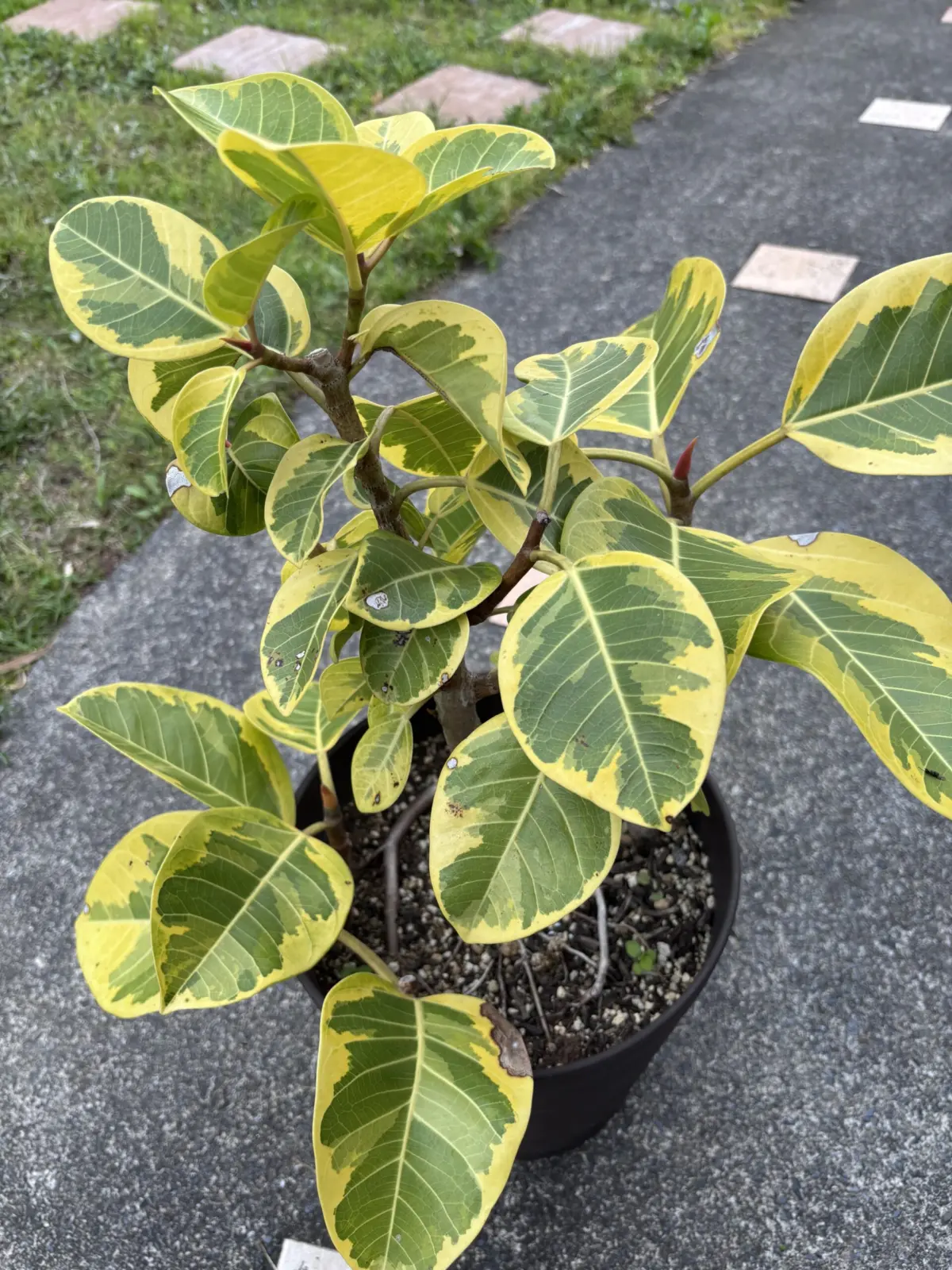 フィカス　札落ち