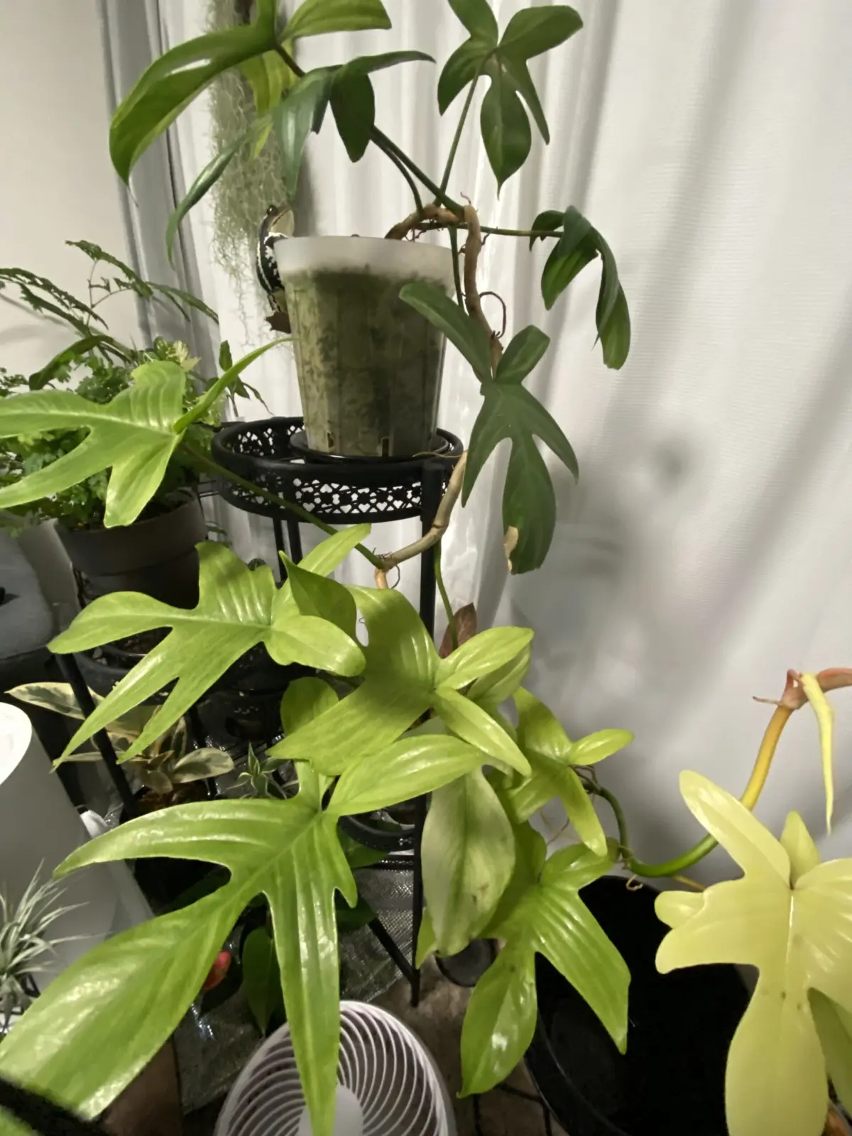 フィロデンドロン　フロリダゴースト