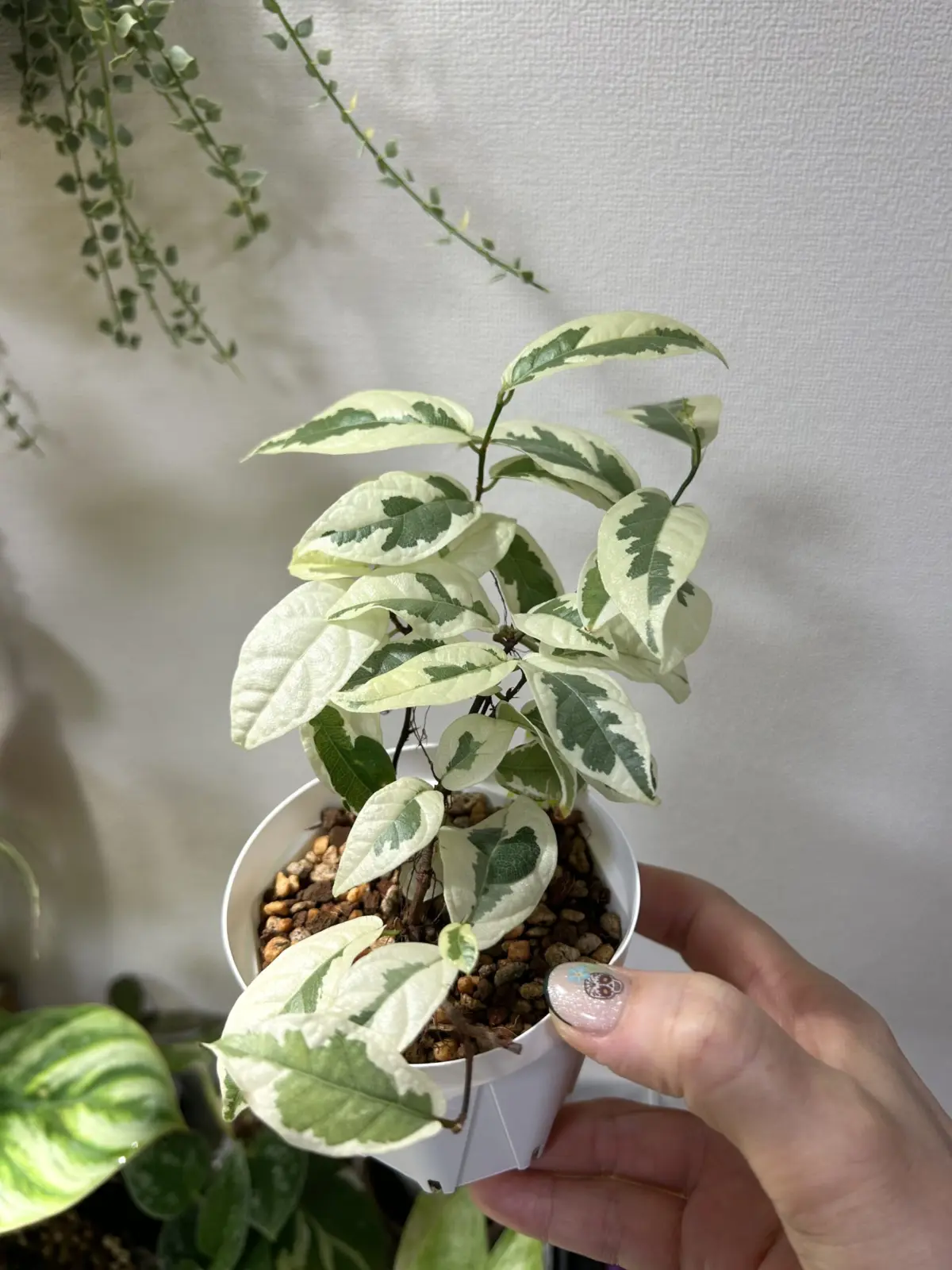 フィカス　ラディスカンス　斑入り