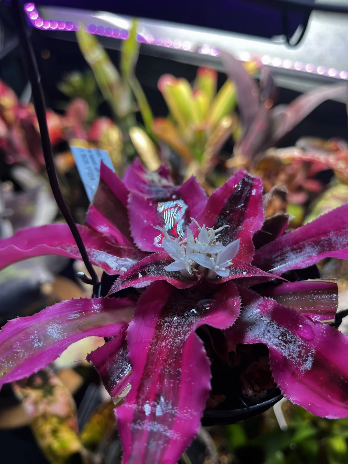 クリプタンサス　リビングカラーズ　花