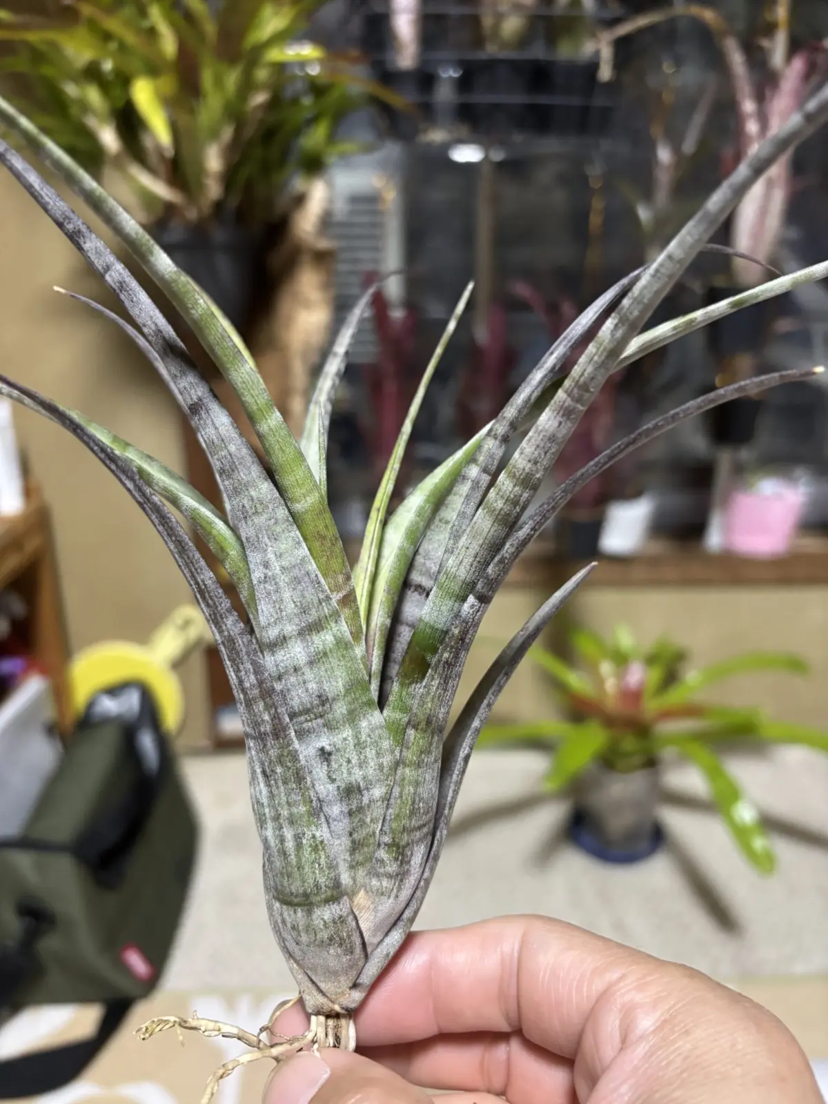 ティランジア/フレクスオーサ？