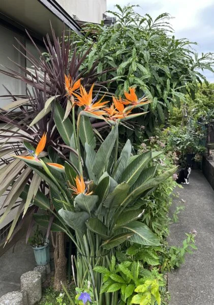 ストレリチア　レギネ　極楽鳥花