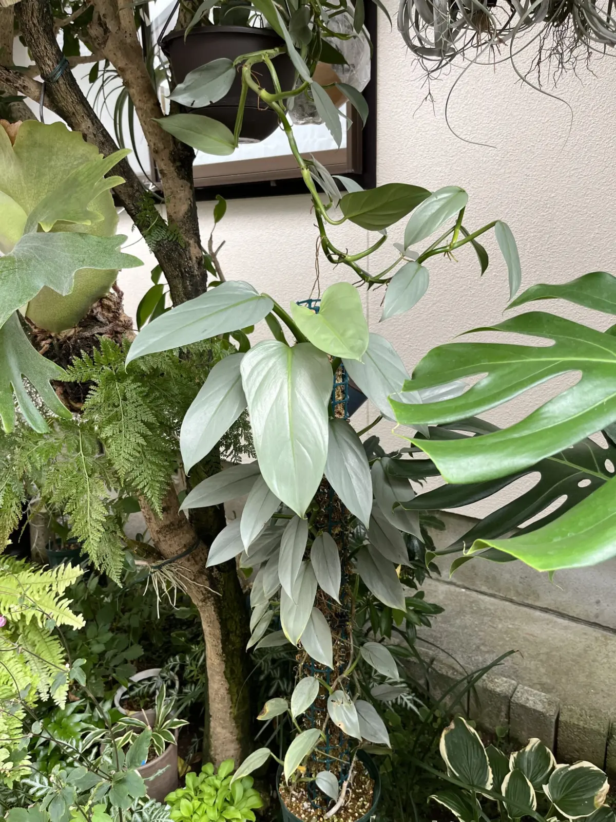 フィロデンドロン　シルバーメタル