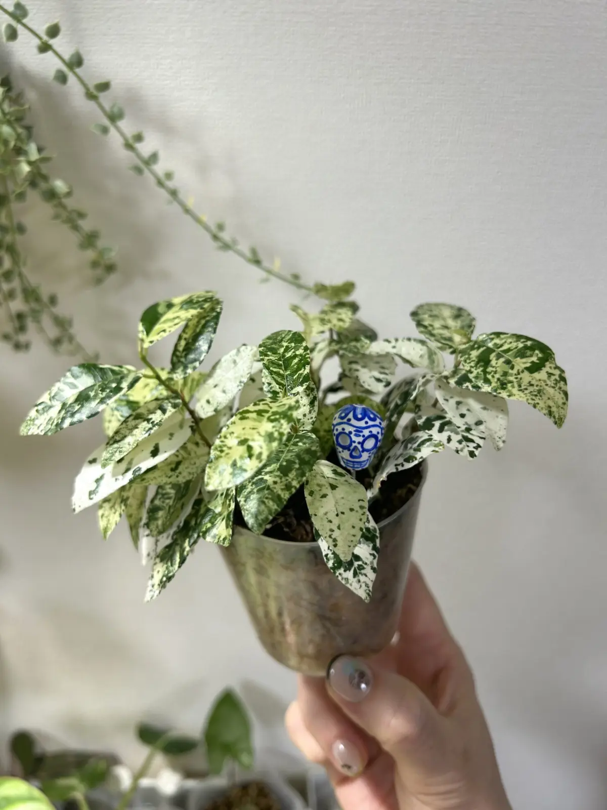 フィカス sp 斑入り