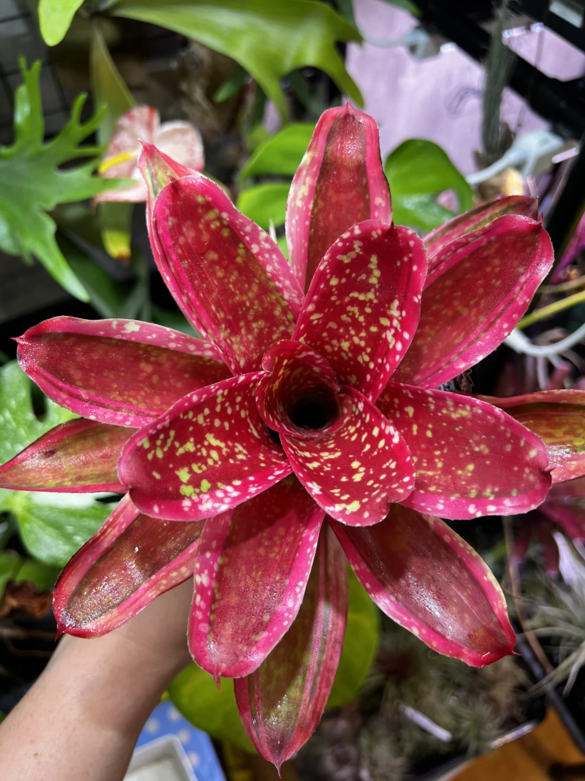 ネオレゲリア　ラナキラ