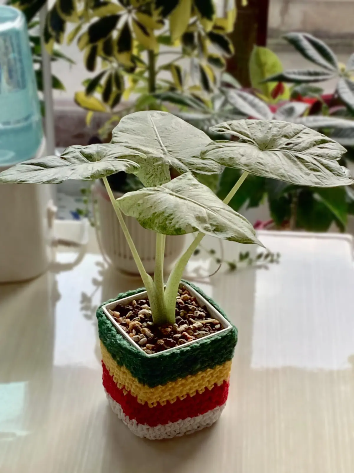 アロカシア　オドラ　バリエガータ　バティック　散り斑クワズイモ