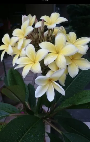 プルメリア　花　札落ち