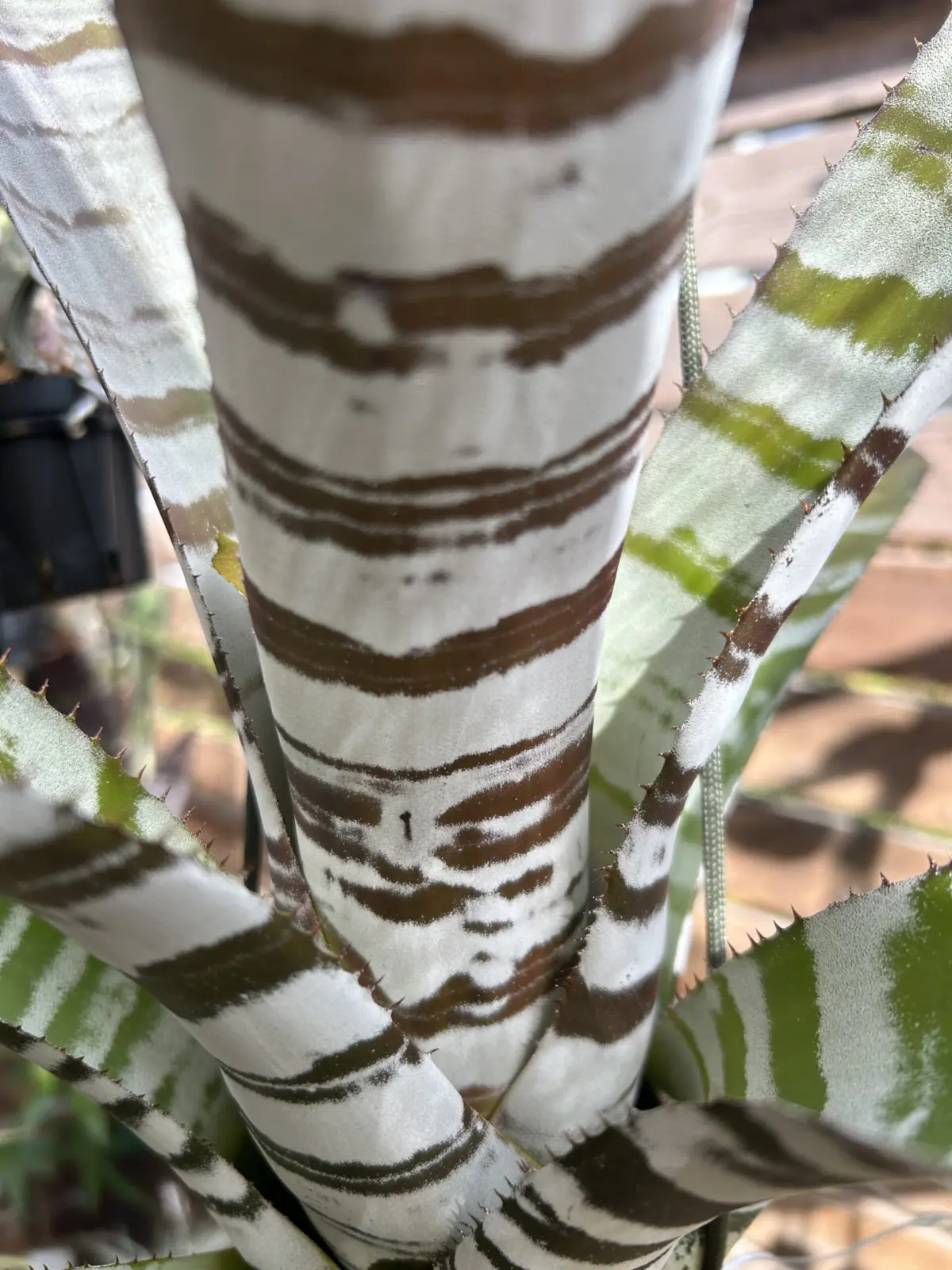 エクメア　チャンティニー　エボニー