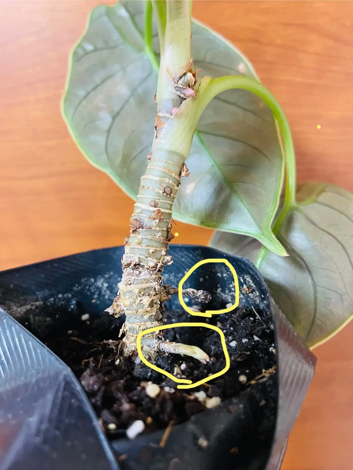 アロカシア　アズラニー　芋と新芽