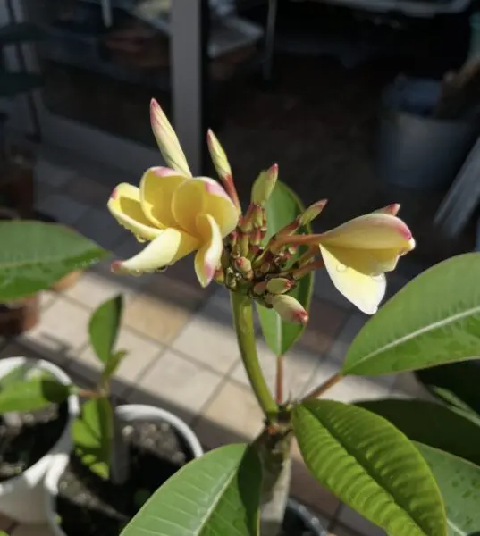 プルメリア　花　札落ち