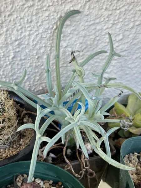 多肉植物　セネシオ　100均