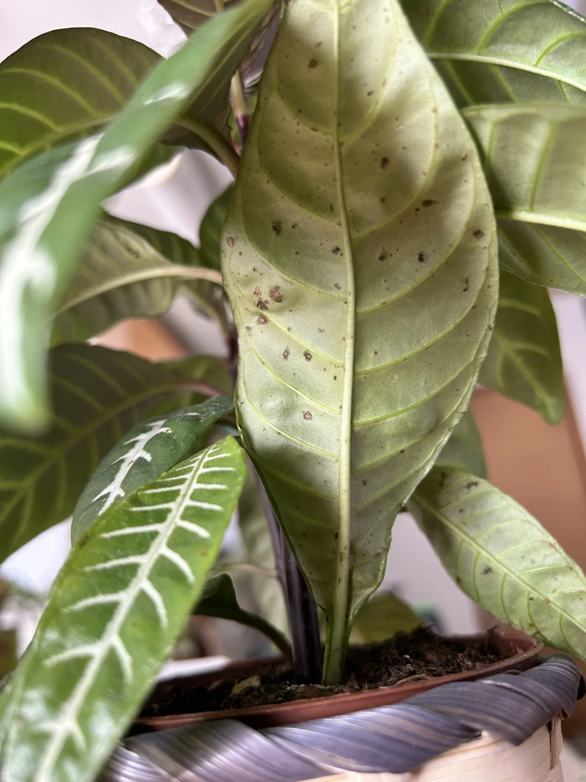 アフェランドラ　スクアロサ