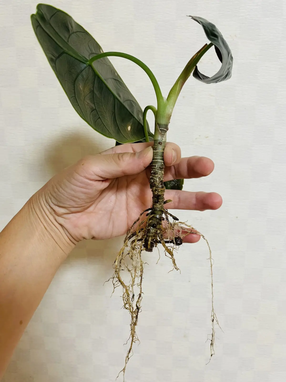 アロカシア　アズラニー　植え替え　根少ない