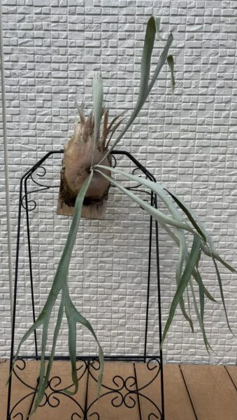 ビカクシダ 札落ち