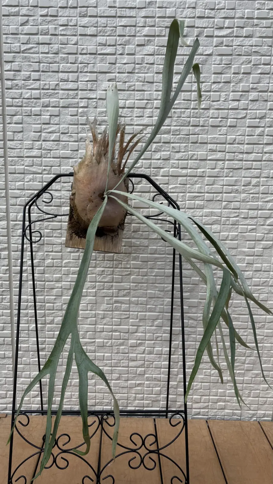 ビカクシダ　札落ち