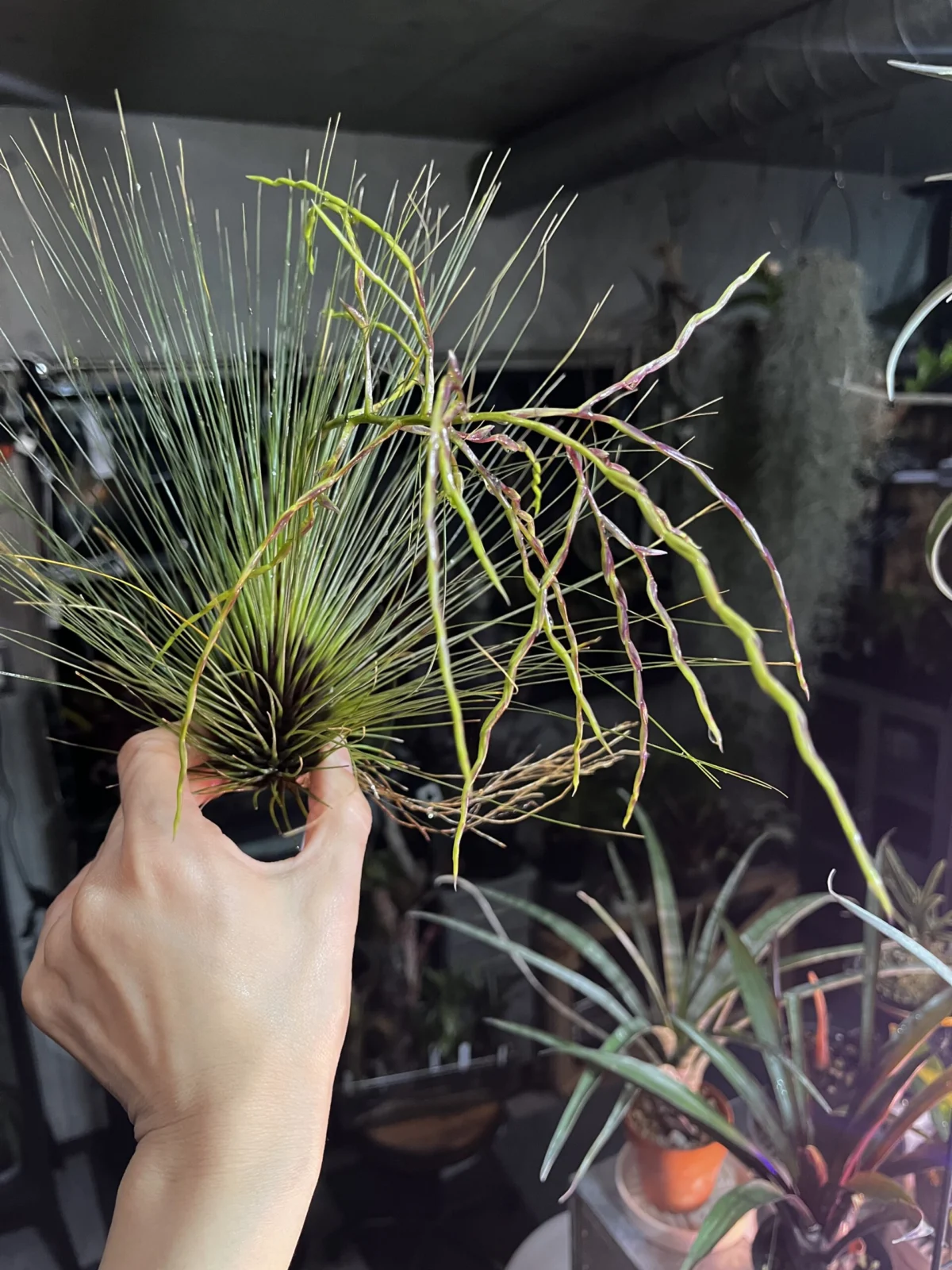 ティランジア　フィリフォリア　花