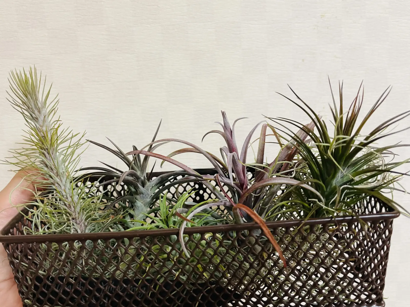 ティランジア　銅葉3種セット