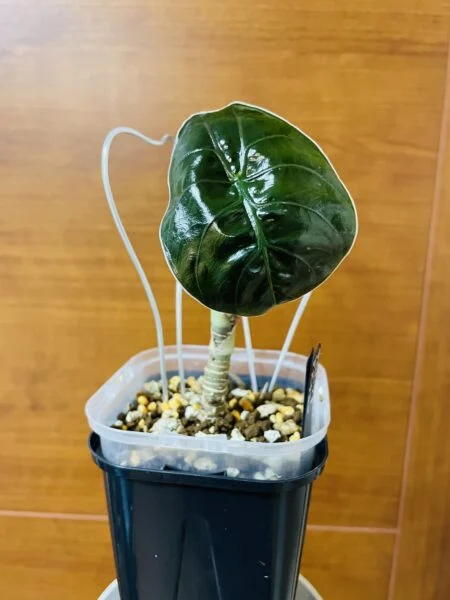 アロカシア アズラニー 植え替え後