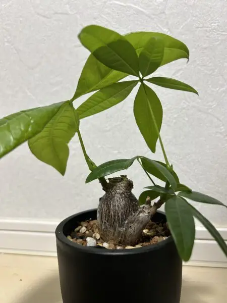 パキラ