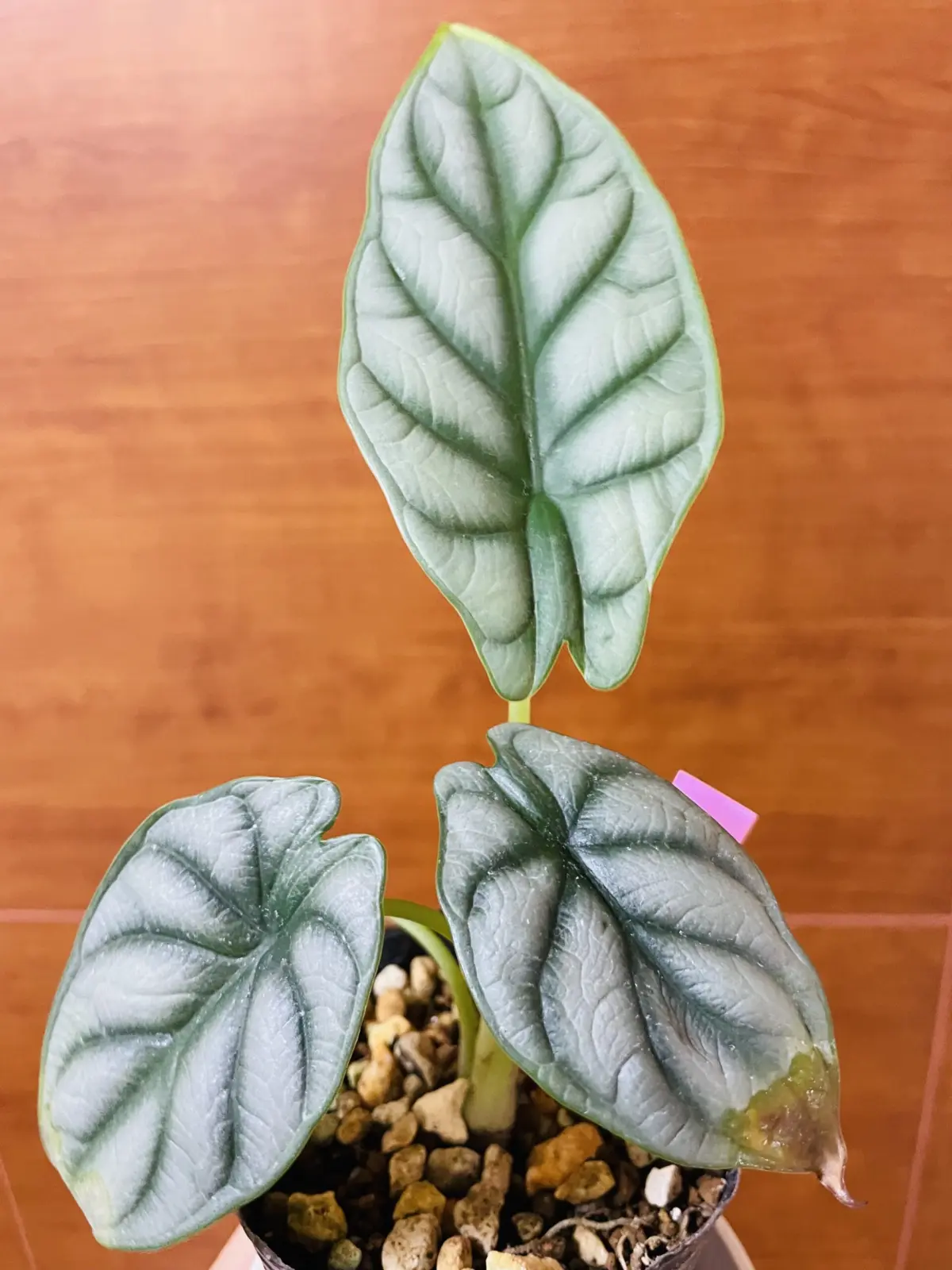 アロカシア　バギンダシルバードラゴン　新芽　古葉の水シミ