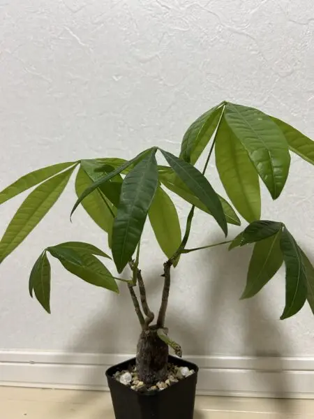 パキラ