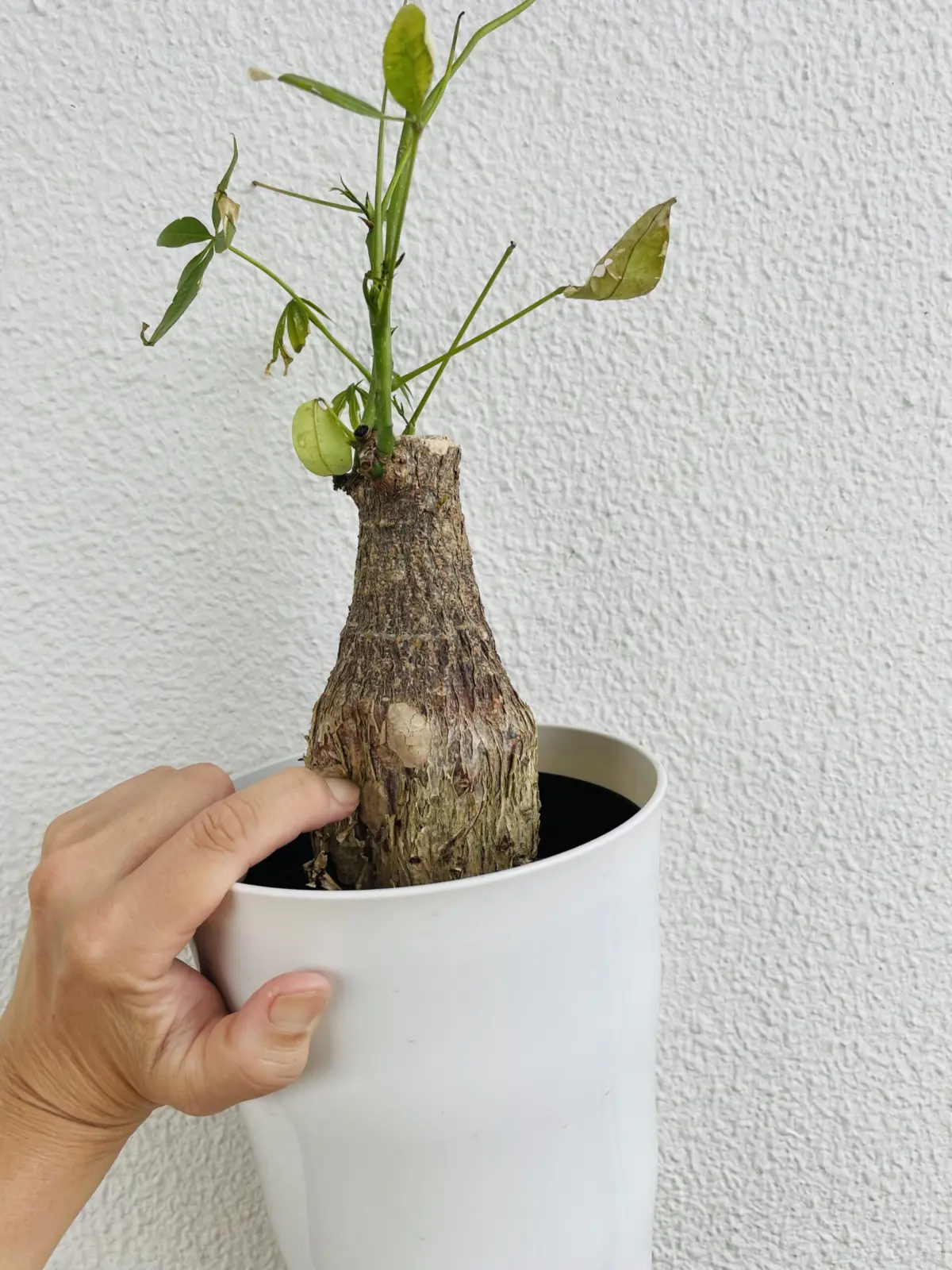 パキラ　幹がへこむ　落葉する