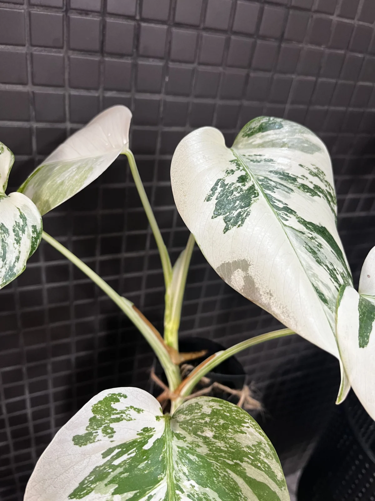 モンステラ 斑入り シミ