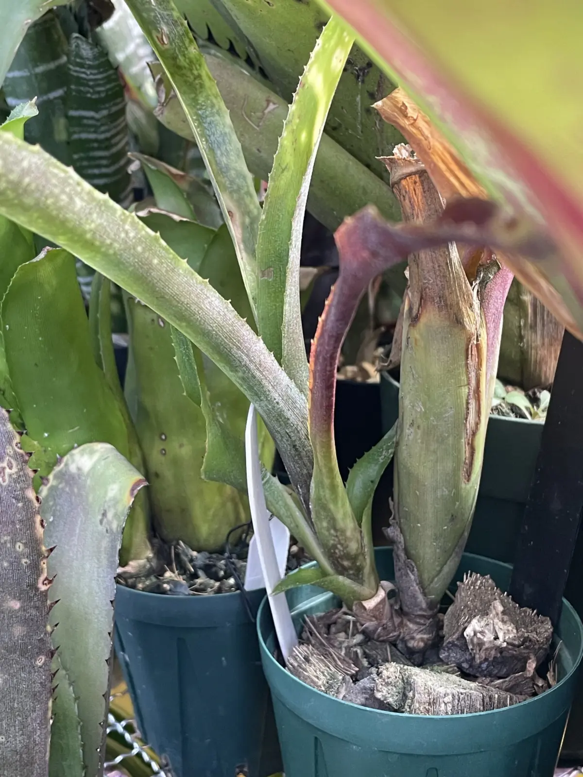 ビルベルギア　フラアウワナ　子株