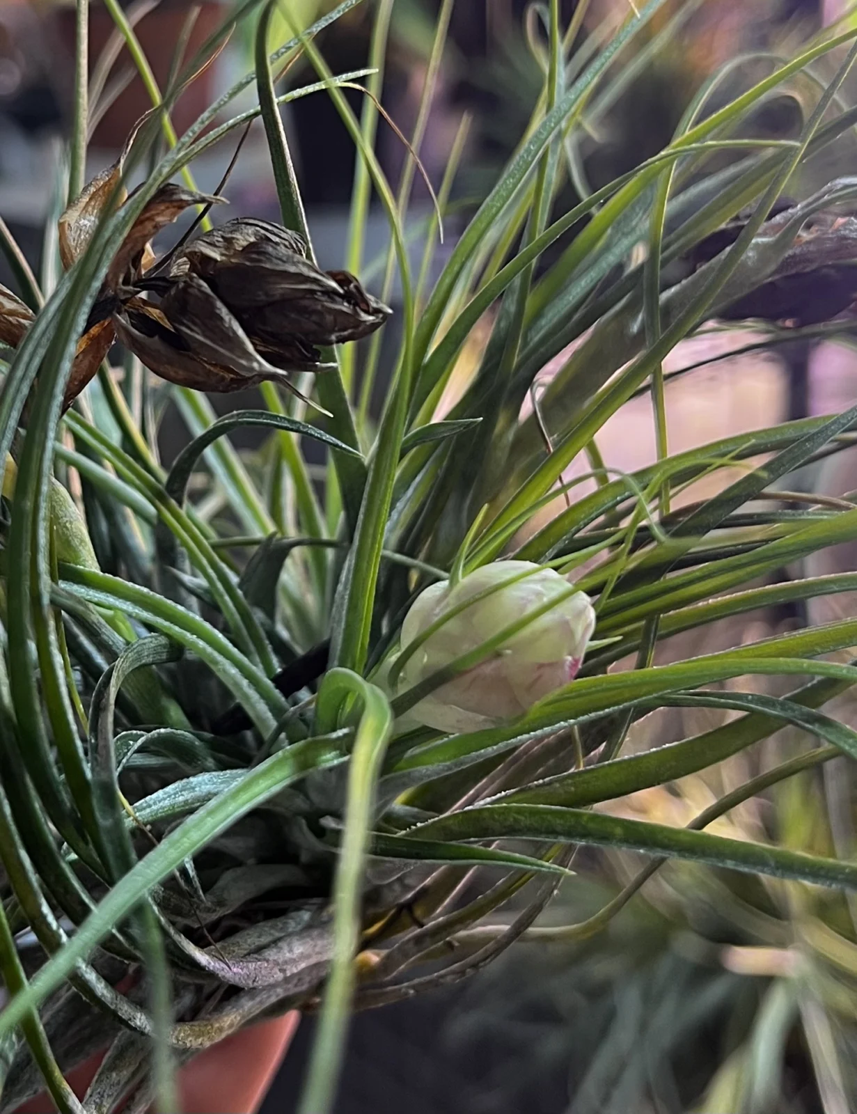 ティランジア ストリクタ マナ 蕾