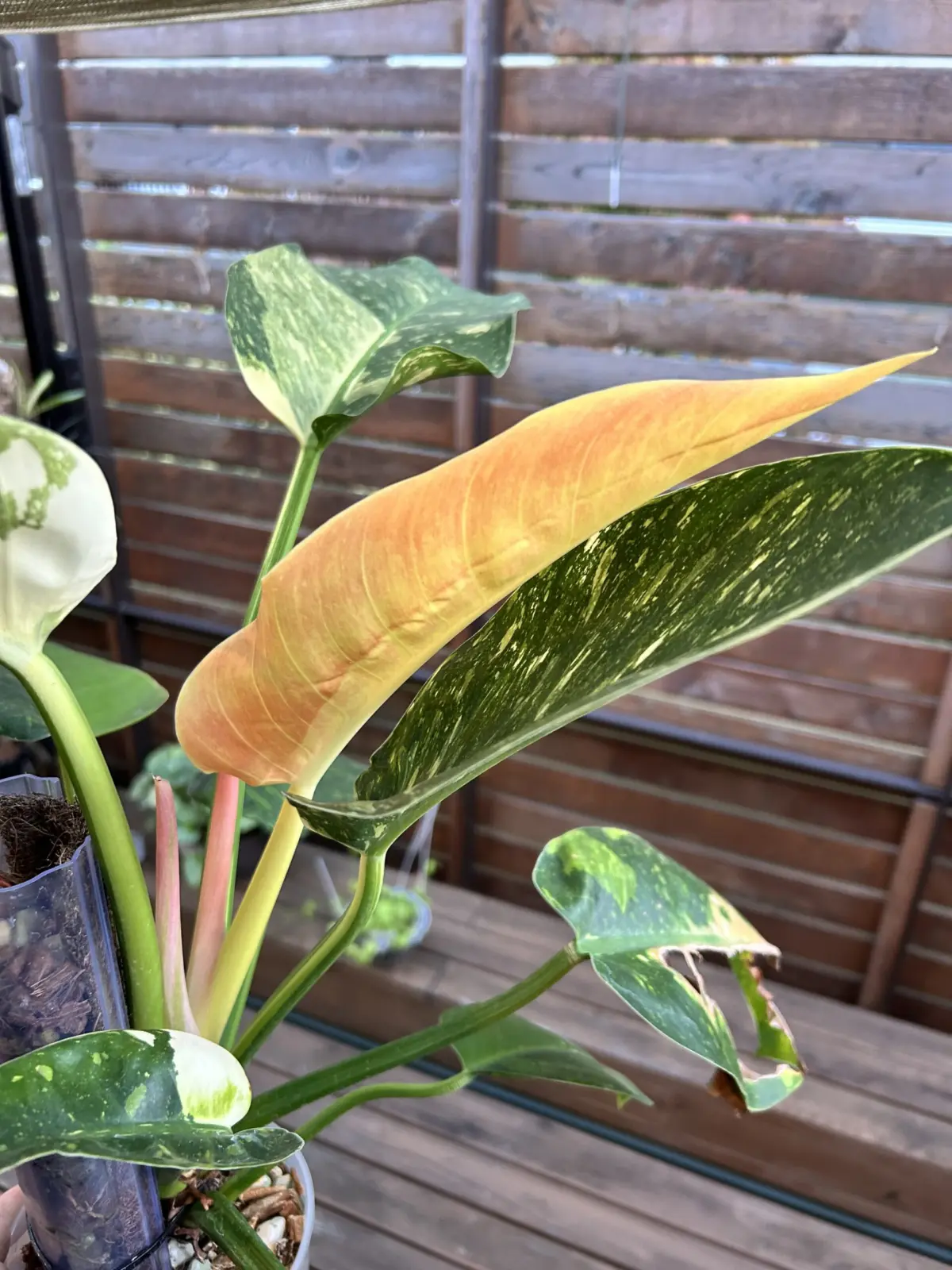 フィロデンドロン　グリーンコンゴ　バリアガータ