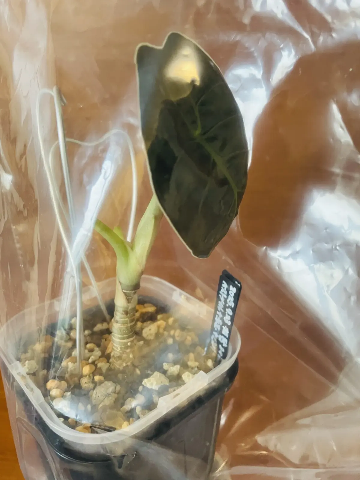 アロカシア　アズラニー　全密閉