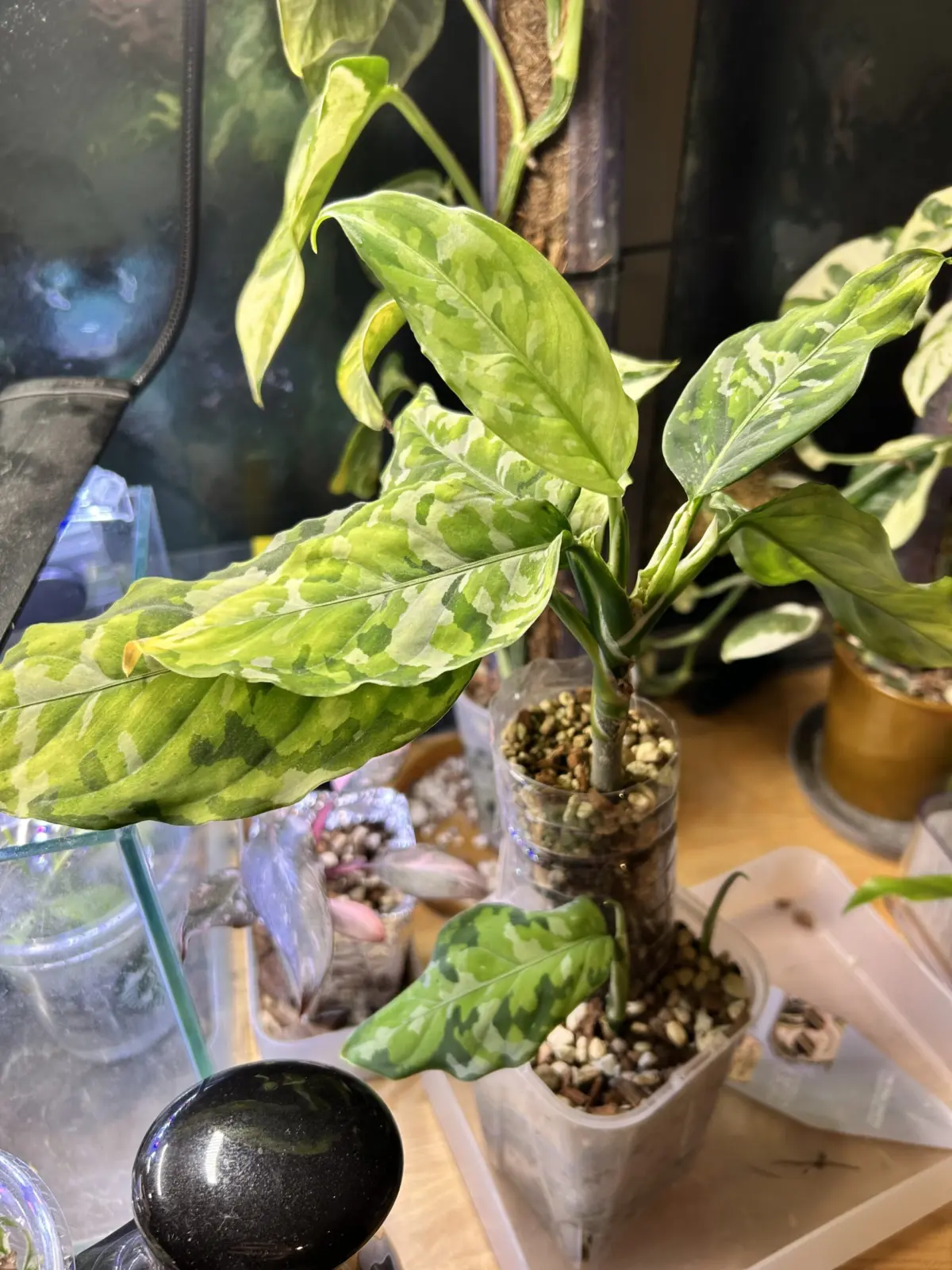 アグラオネマ　ピクタム　トリカラー