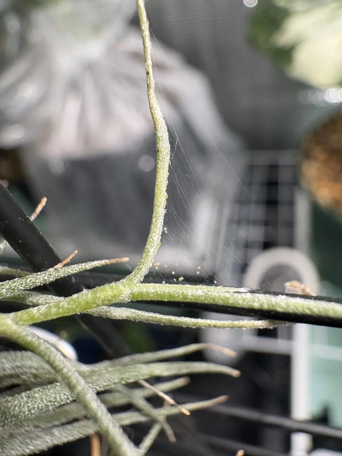 ティランジア ウスネオイデス ハダニ