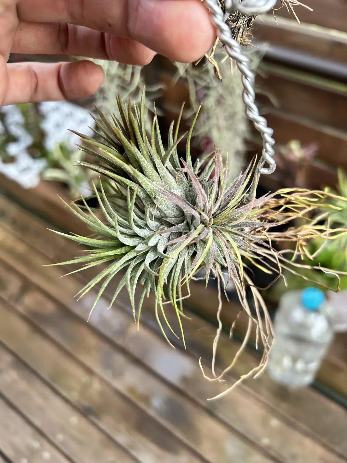 ティランジア　イオナンタ