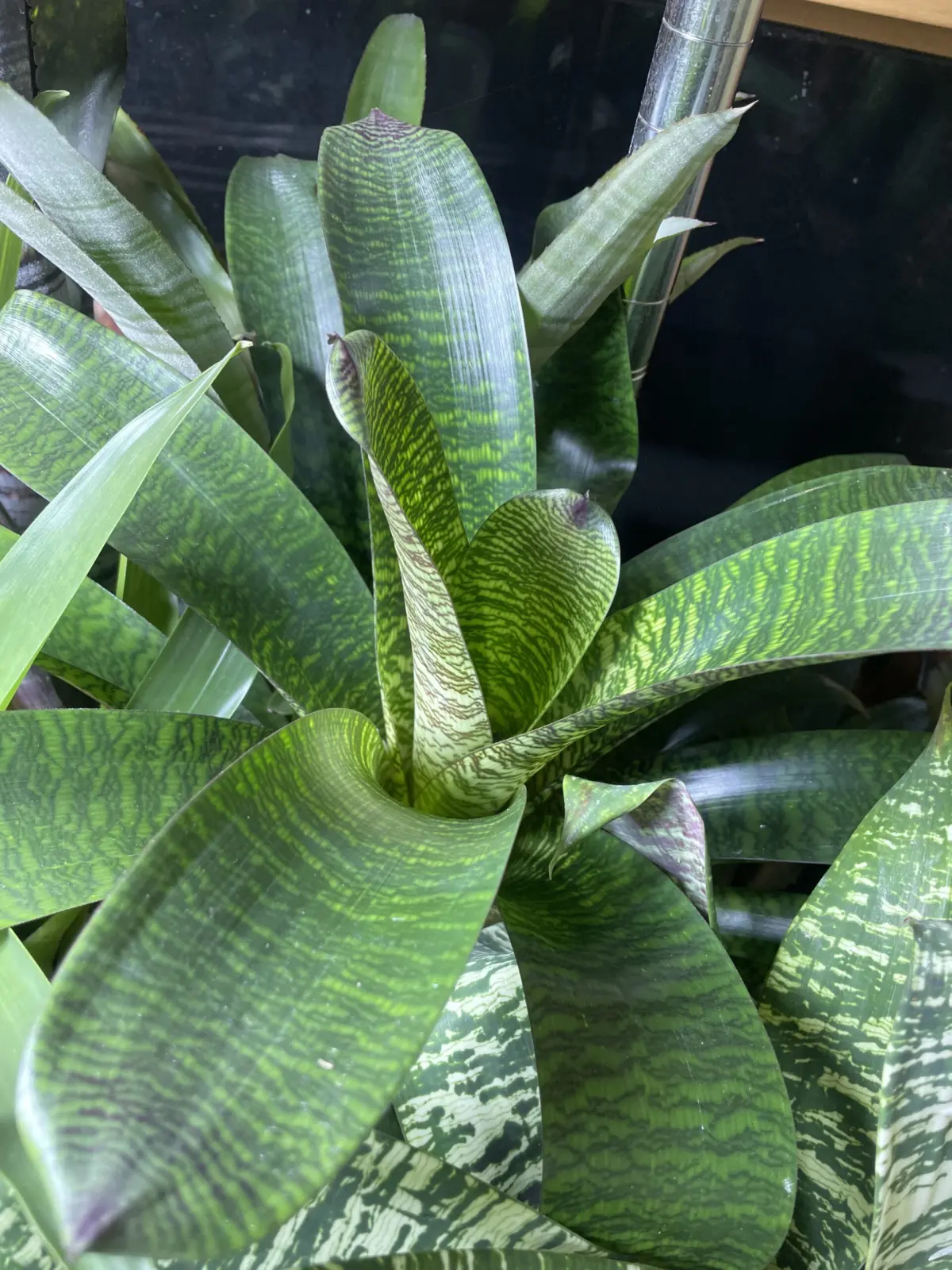 フリーセア　ブラックプリンス