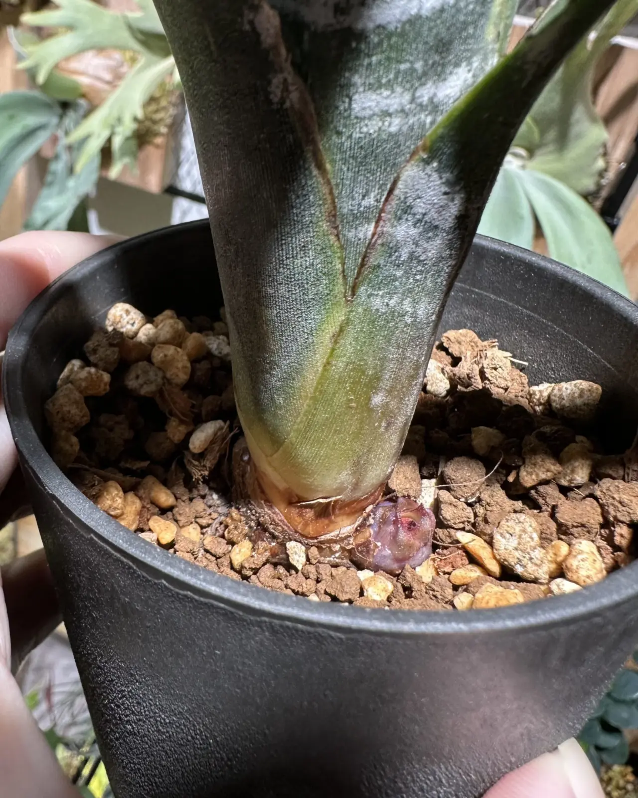 ビルベルギア　ドミンゴスマルティンス