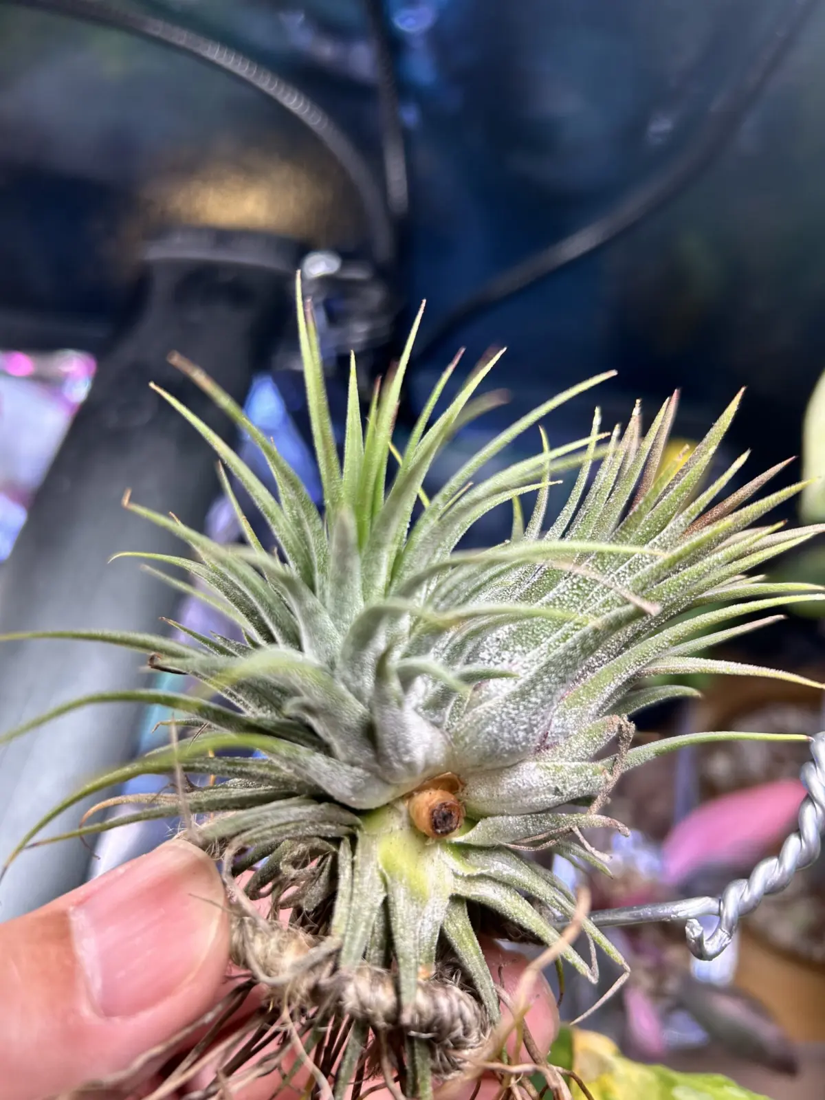 ティランジア　イオナンタ　枯れた子株処置