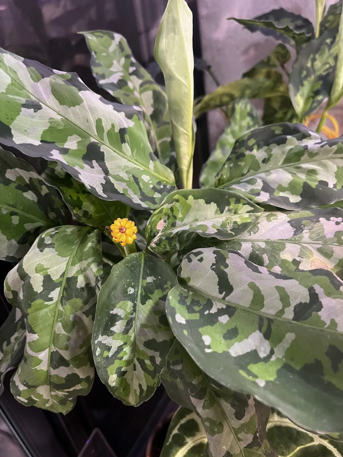 アグラオネマ　ピクタム　トリカラー