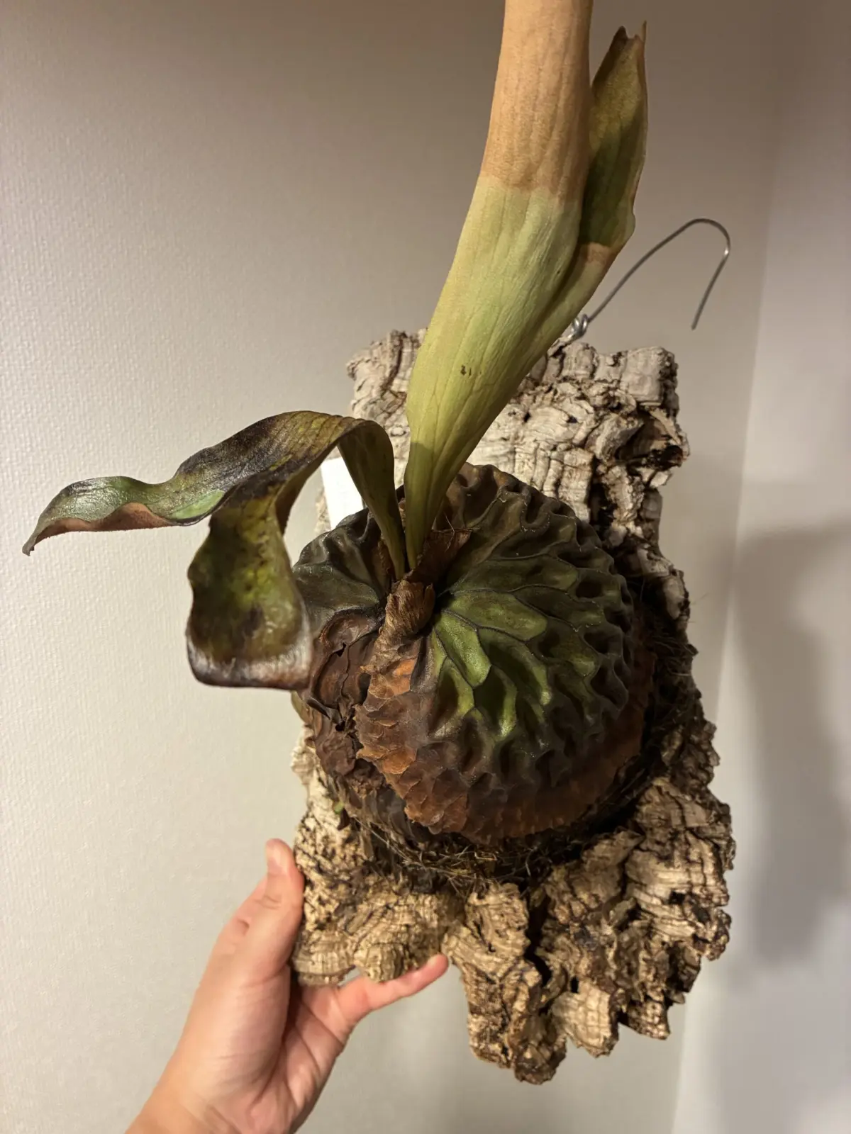 ビカクシダ　マダガスカリエンセ