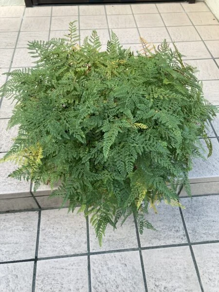 トキワシノブ