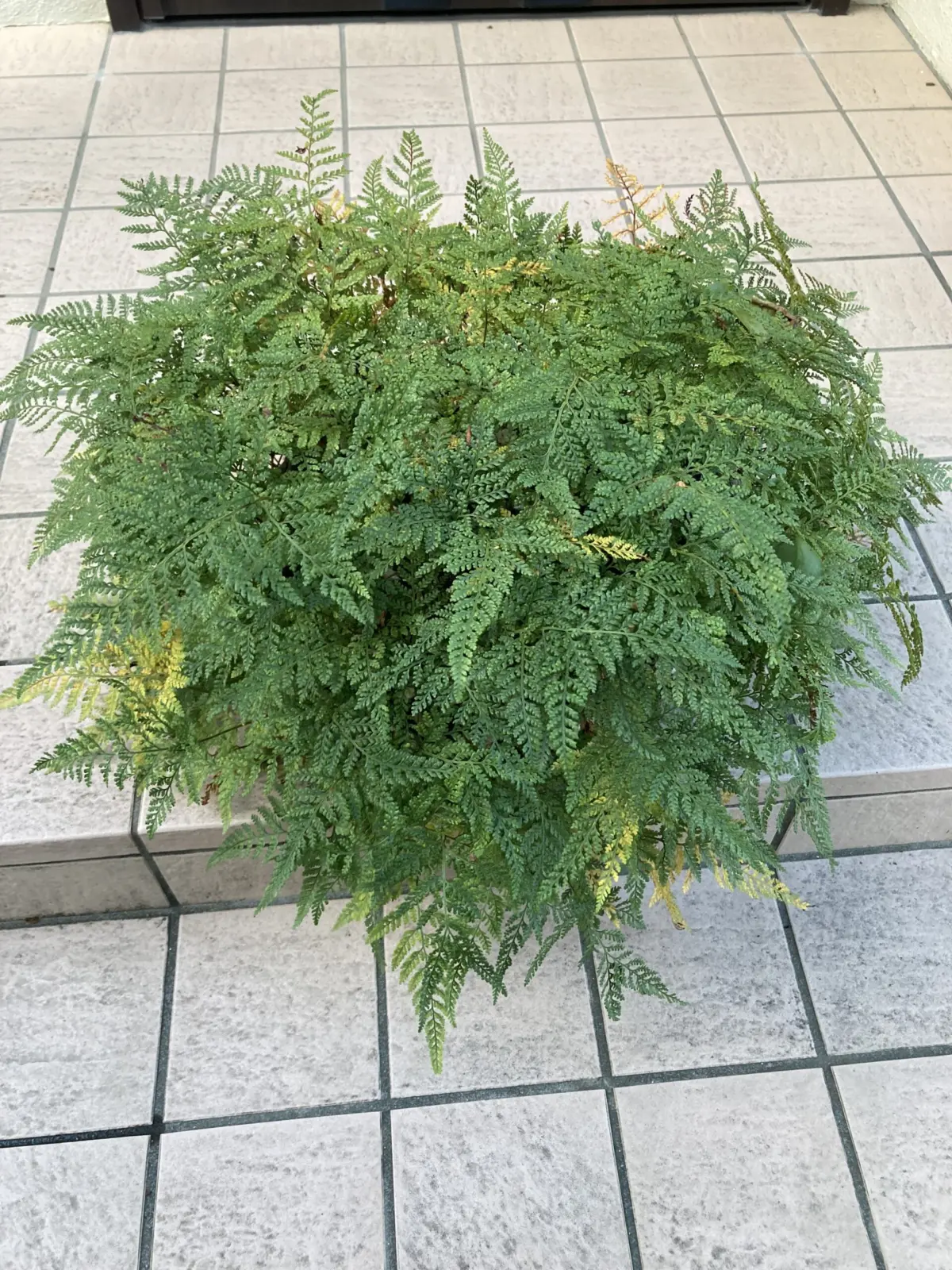 トキワシノブ