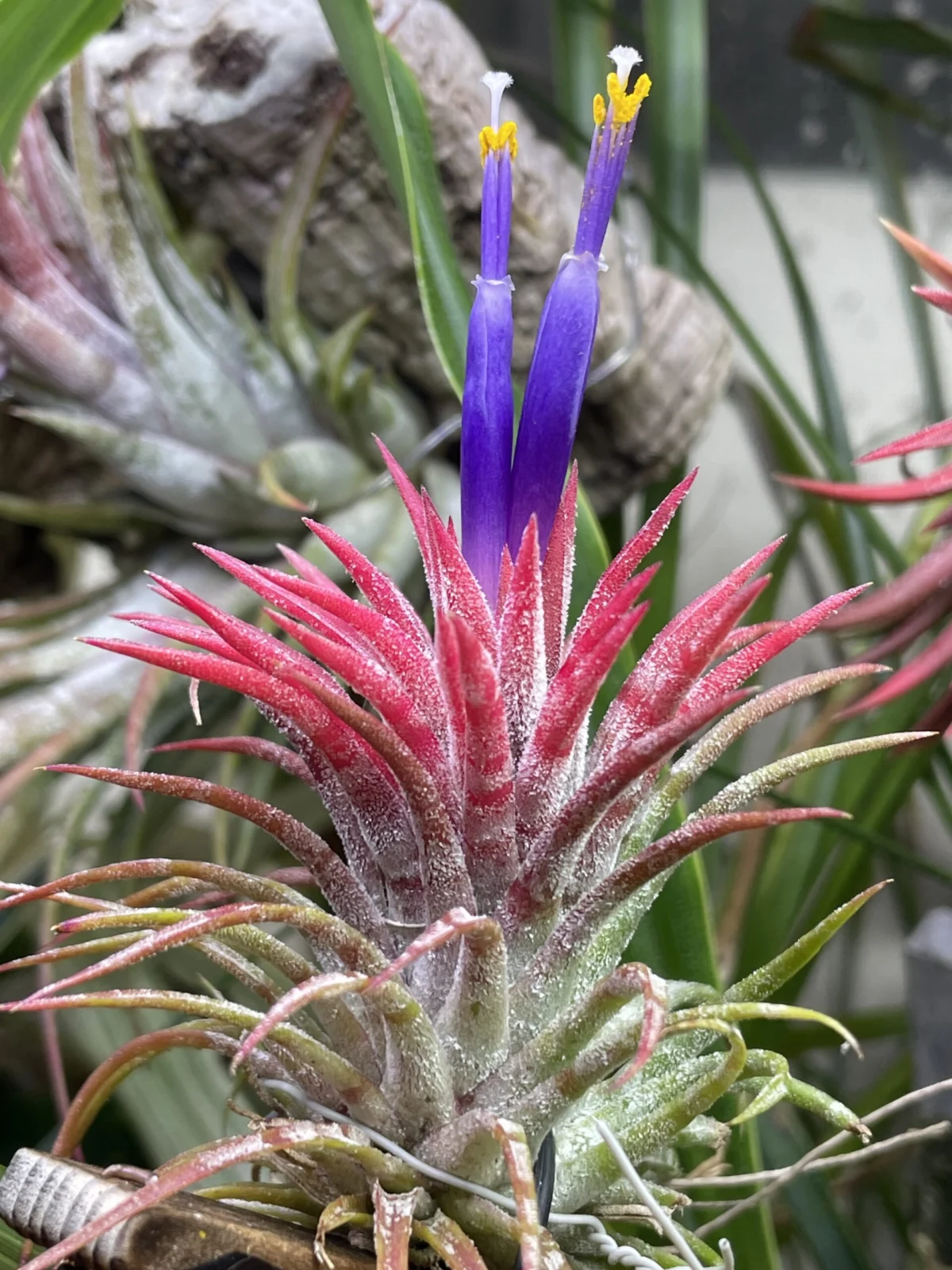 ティランジア　イオナンタ　ハムエムラ