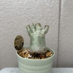 miniputiのアバター