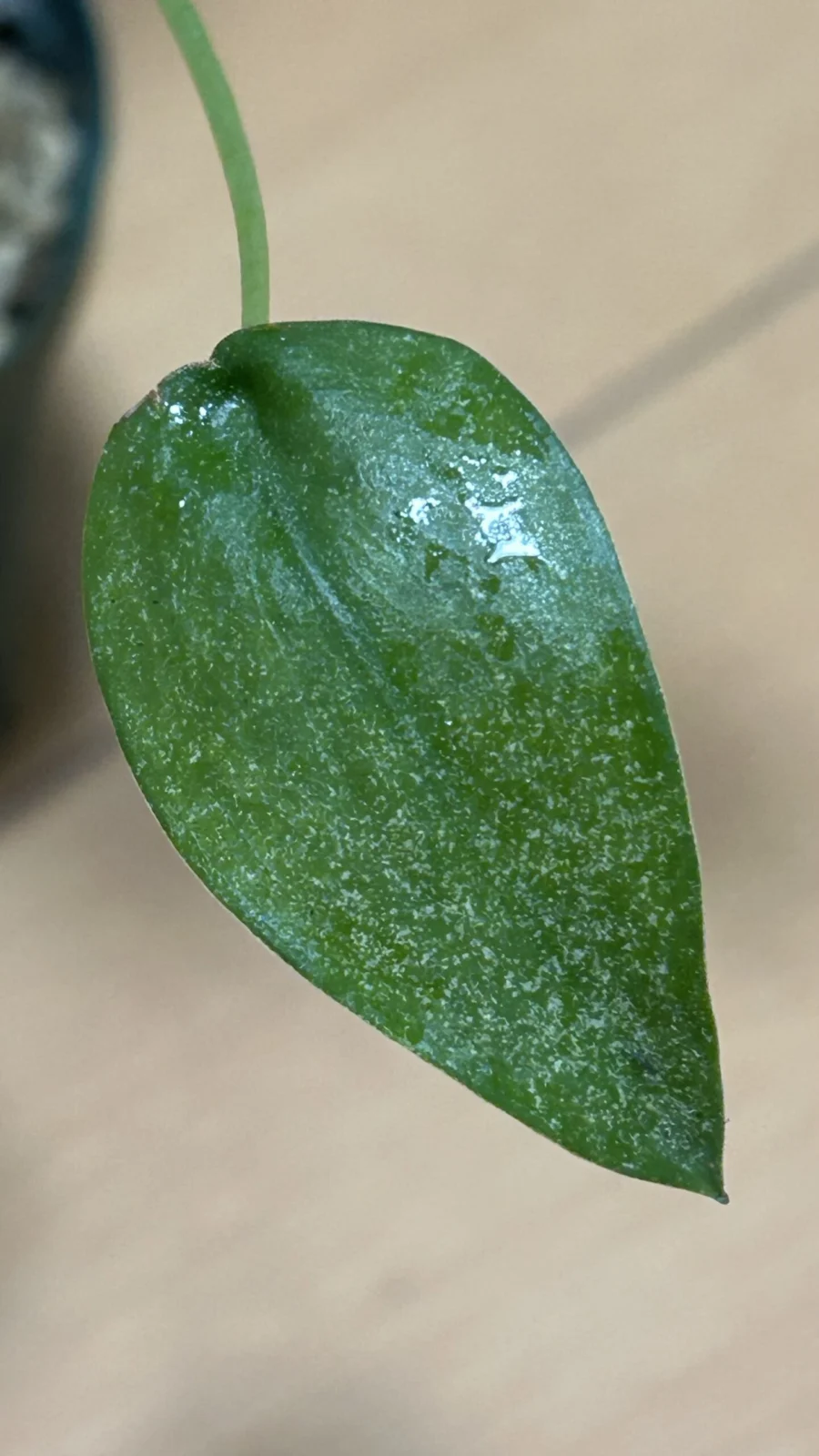 アロカシア タイニーダンサー 害虫 ハダニ