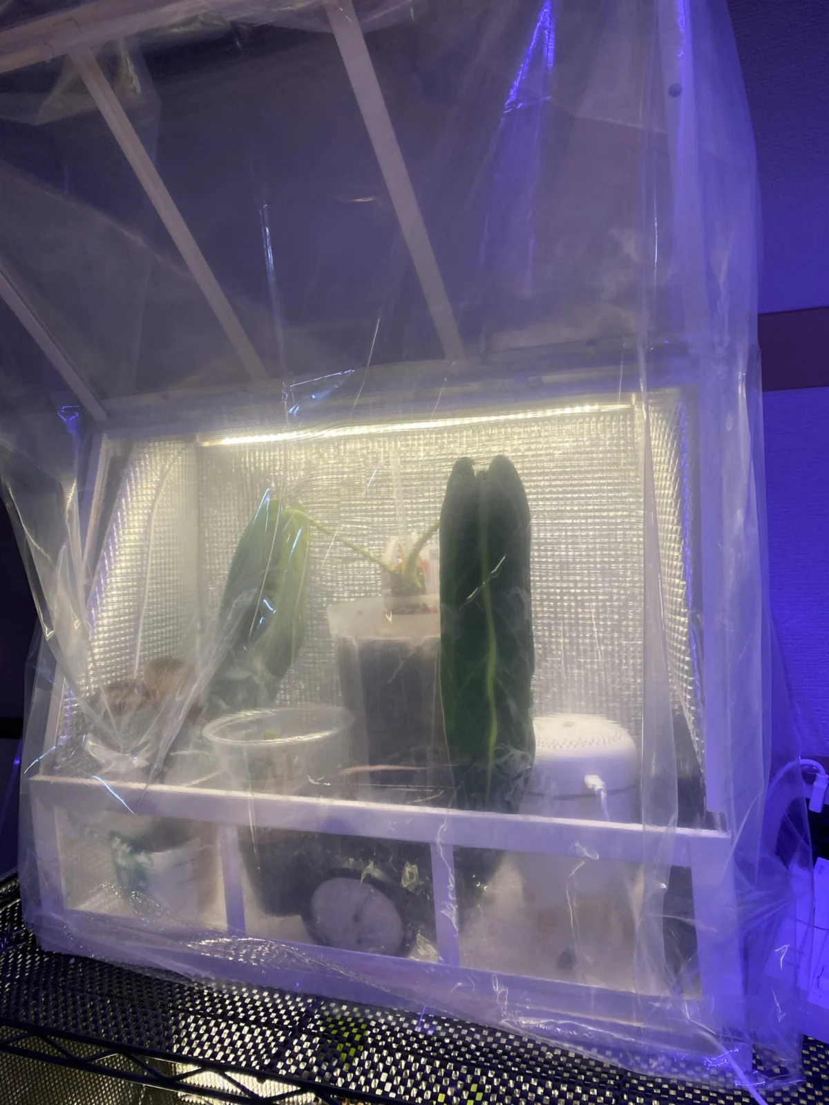 アンスリウム　ワロクアーナム