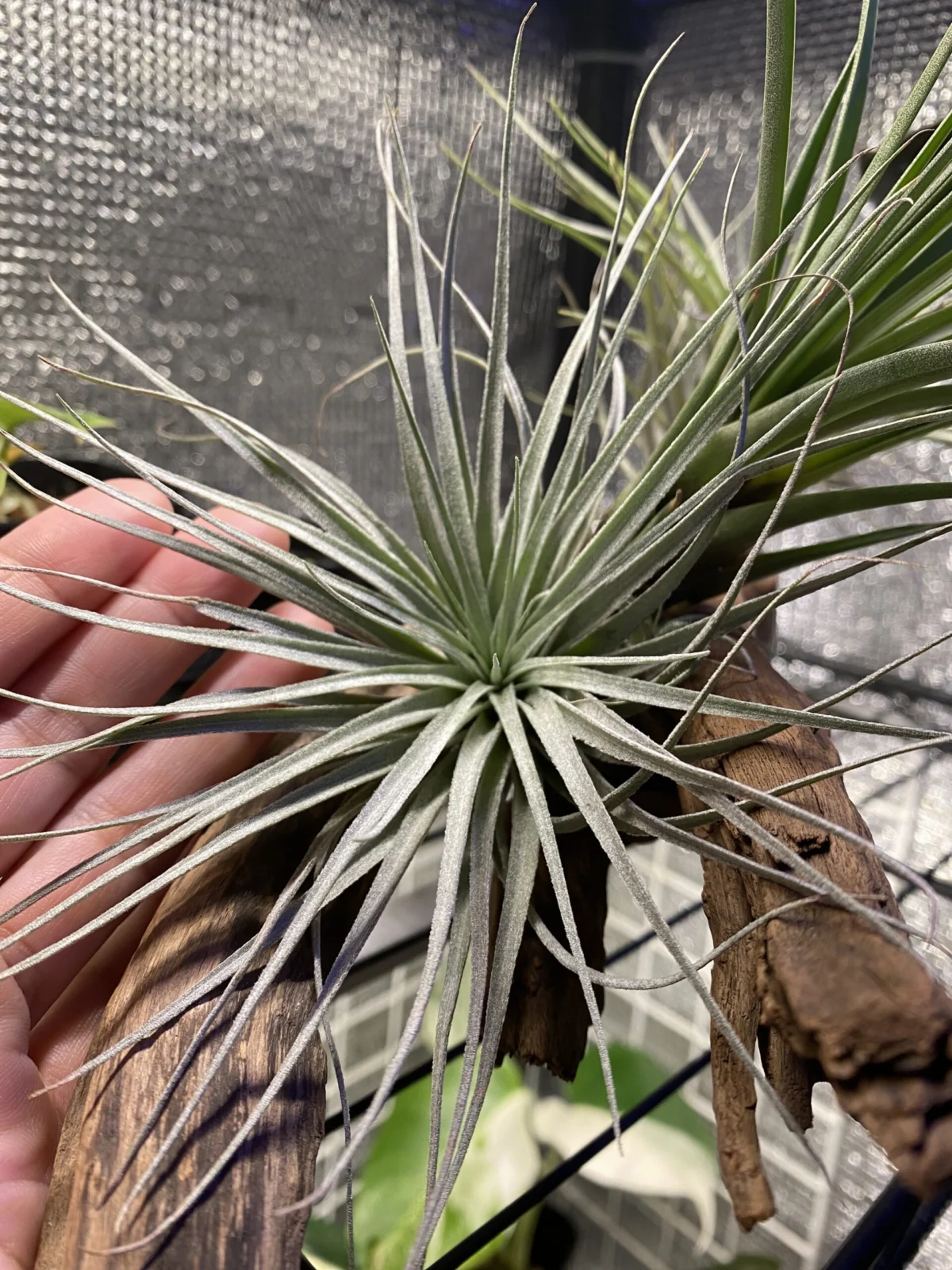 ティランジア　コットンキャンディ