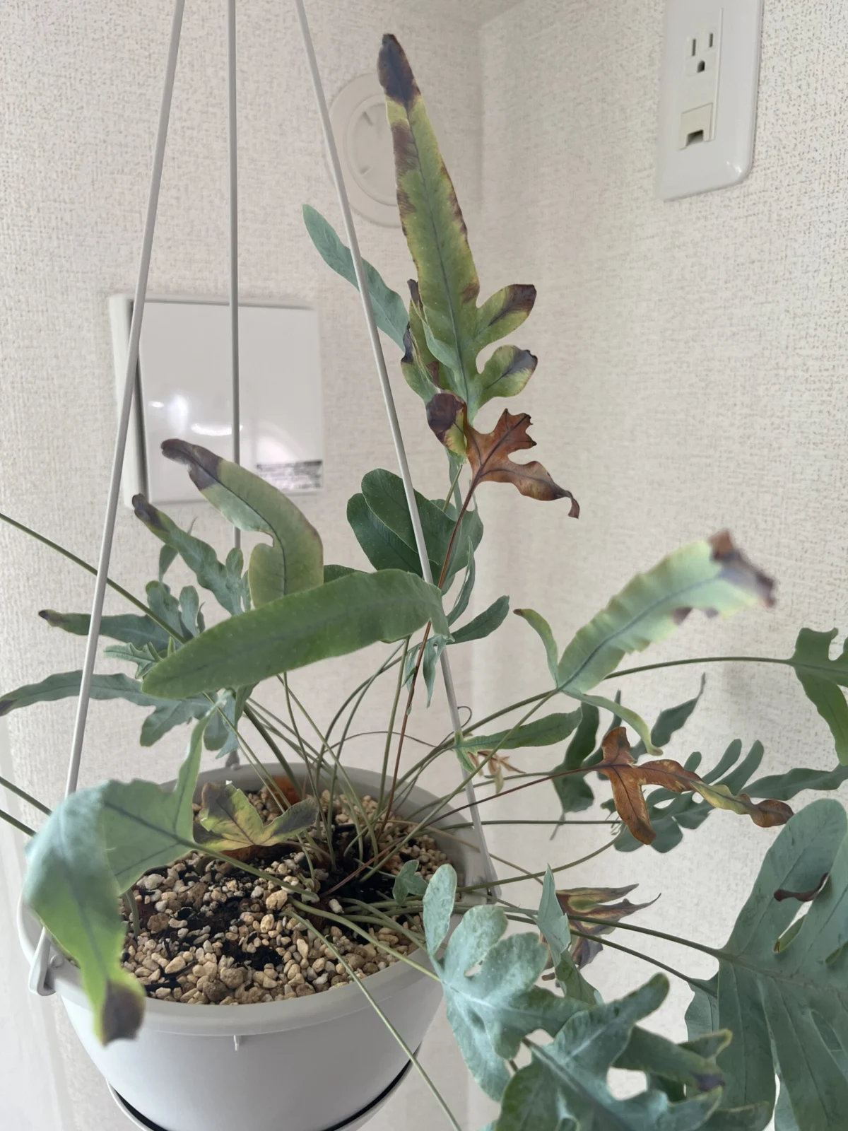 フレボディウム　ブルースター