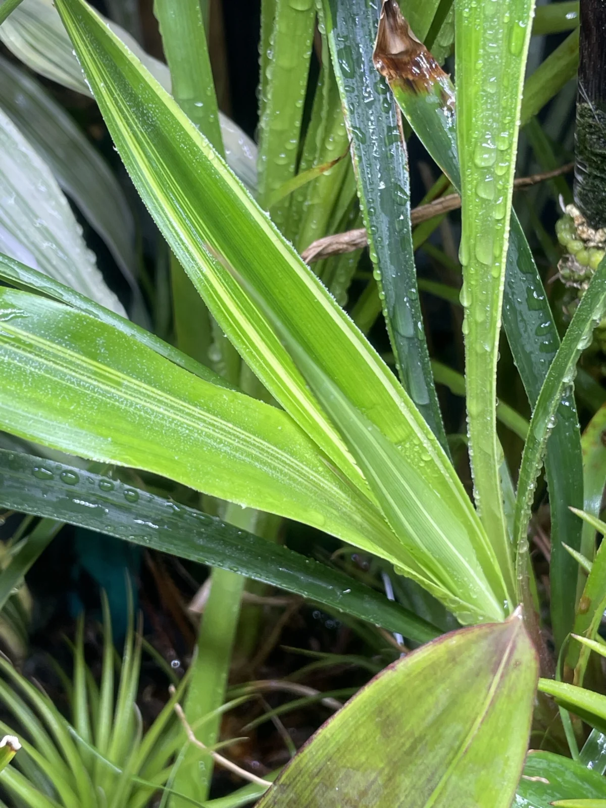 ピトカイルニア