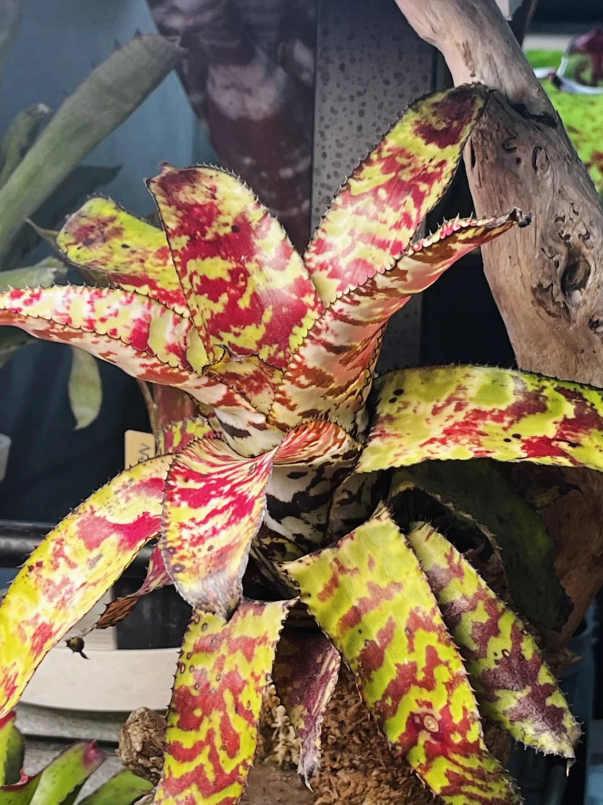 カンメア　ハラワ