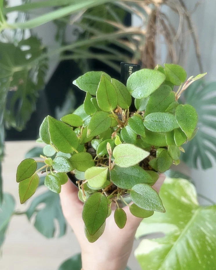 ベゴニア　シェルツェイ